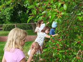 ochutnávka prvních zralých moruší