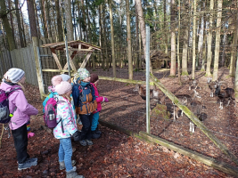 na návštěvě u muflonů