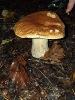 6f9f8931-20241011-100907.jpeg