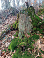 ca1a8dfa-img-20240311-162925.jpeg
