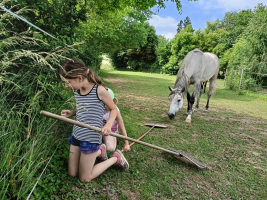 Občerstvení za ohradou (lesní jahody)