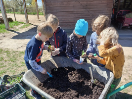 Přesazování jahodníků